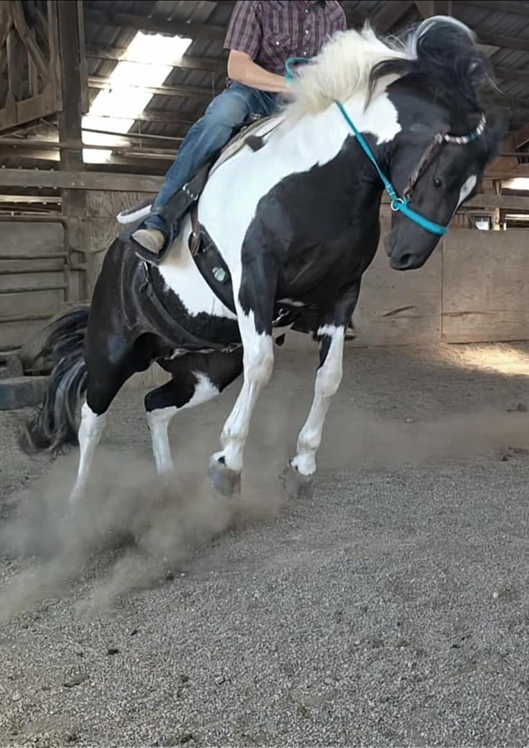 HORSEY